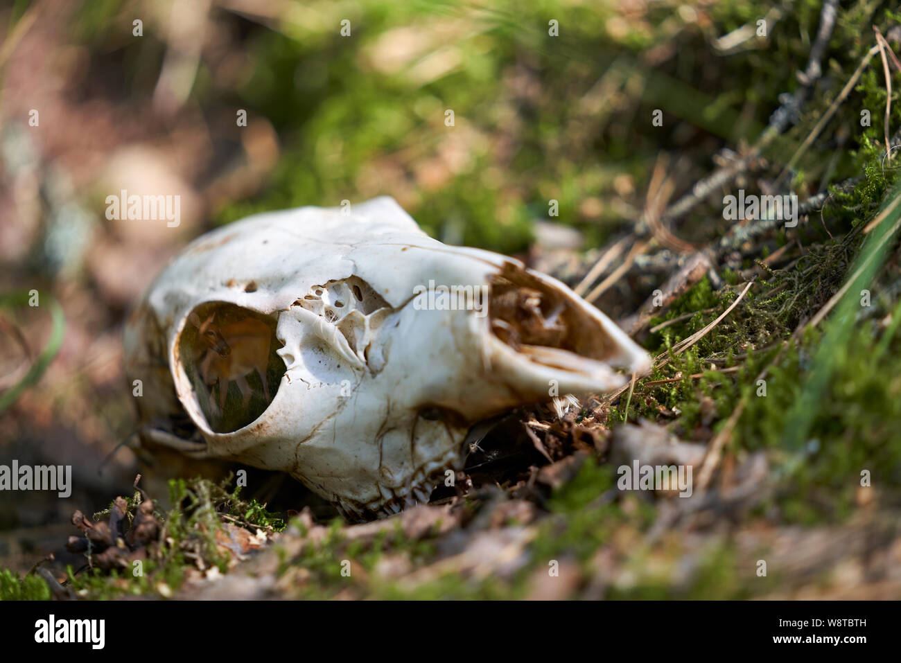 Deer skull pose en sous-bois avec l'intérieur de la trace de la mémoire sur le crâne après-midi ensoleillé dans l'ouest de la Finlande Banque D'Images Deer skull pose en sous-bois avec l'intérieur de la trace de la mémoire sur le crâne après-midi ensoleillé dans l'ouest de la Finlande Banque D'Images
