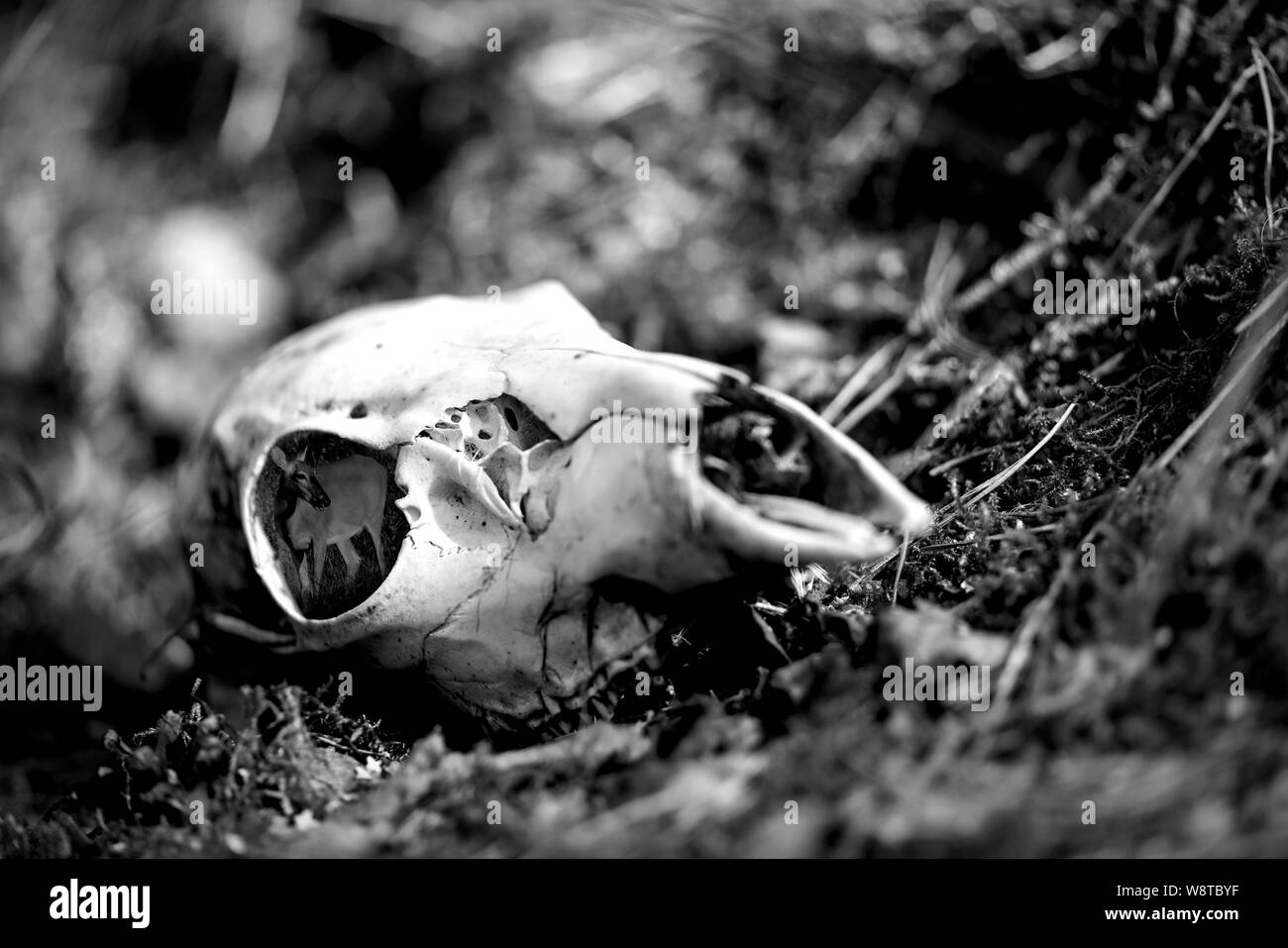 Deer skull pose en sous-bois avec l'intérieur de la trace de la mémoire sur le crâne après-midi ensoleillé dans l'ouest de la Finlande Banque D'Images Deer skull pose en sous-bois avec l'intérieur de la trace de la mémoire sur le crâne après-midi ensoleillé dans l'ouest de la Finlande Banque D'Images