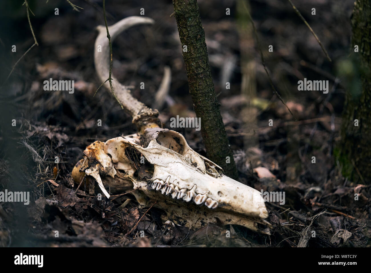 Crâne de cerf avec de grandes cornes en sous-bois sur l'après-midi ensoleillé dans l'ouest de la Finlande Banque D'Images Crâne de cerf avec de grandes cornes en sous-bois sur l'après-midi ensoleillé dans l'ouest de la Finlande Banque D'Images