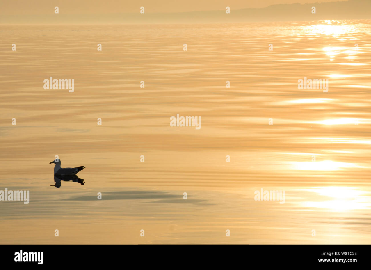 Un solitaire goéland argenté (Larus argentatus, au coucher du soleil sur une mer calme dans la baie de Lyme vu depuis un bateau. Dorset England UK GB. Banque D'Images