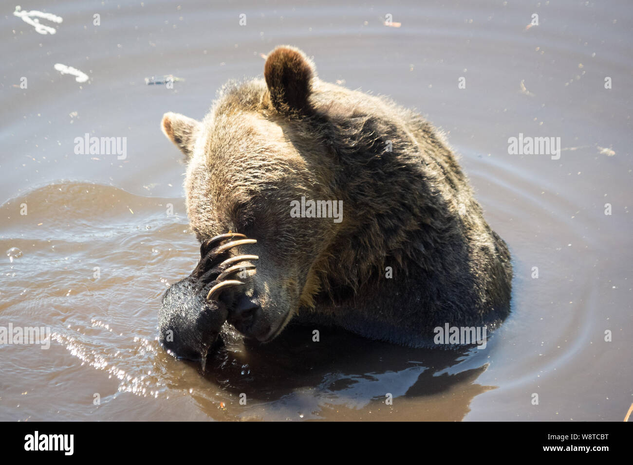 Grinder, un résident de l'ours grizzli (Ursus arctos horribilis) du sanctuaire de l'ours de sauvetage à Grouse Mountain, North Vancouver, Colombie-Britannique, Canada. Banque D'Images