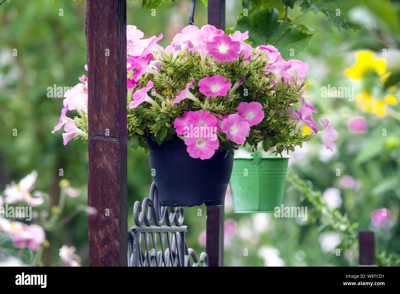 La pendaison de plantes en pots colorés, des fleurs de jardin, les Pétunias Banque D'Images
