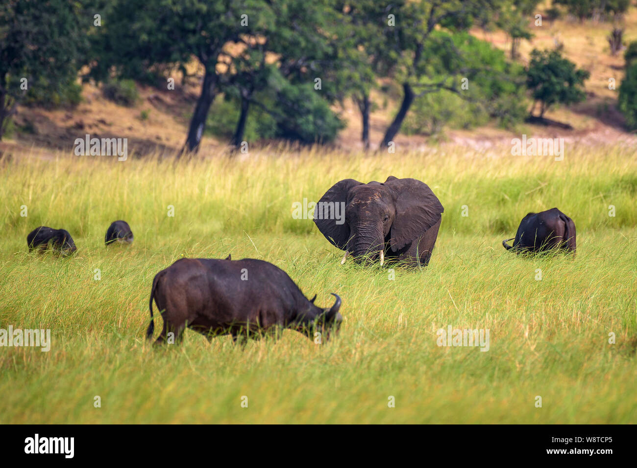 L'éléphant et le buffle le pâturage dans le Parc National de Chobe, au Botswana Banque D'Images