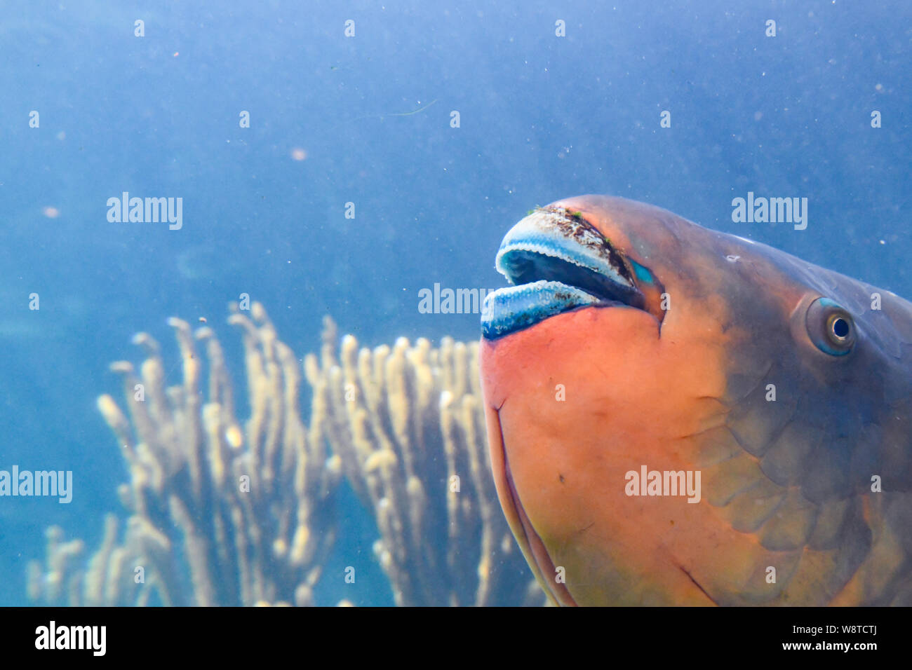 Poisson perroquet Scaridae - poisson orange avec les lèvres bleues - Bermudes Aquarium, Museum et Zoo - poisson de mer des Caraïbes colorées - gros plan du perroquet de bouche Banque D'Images