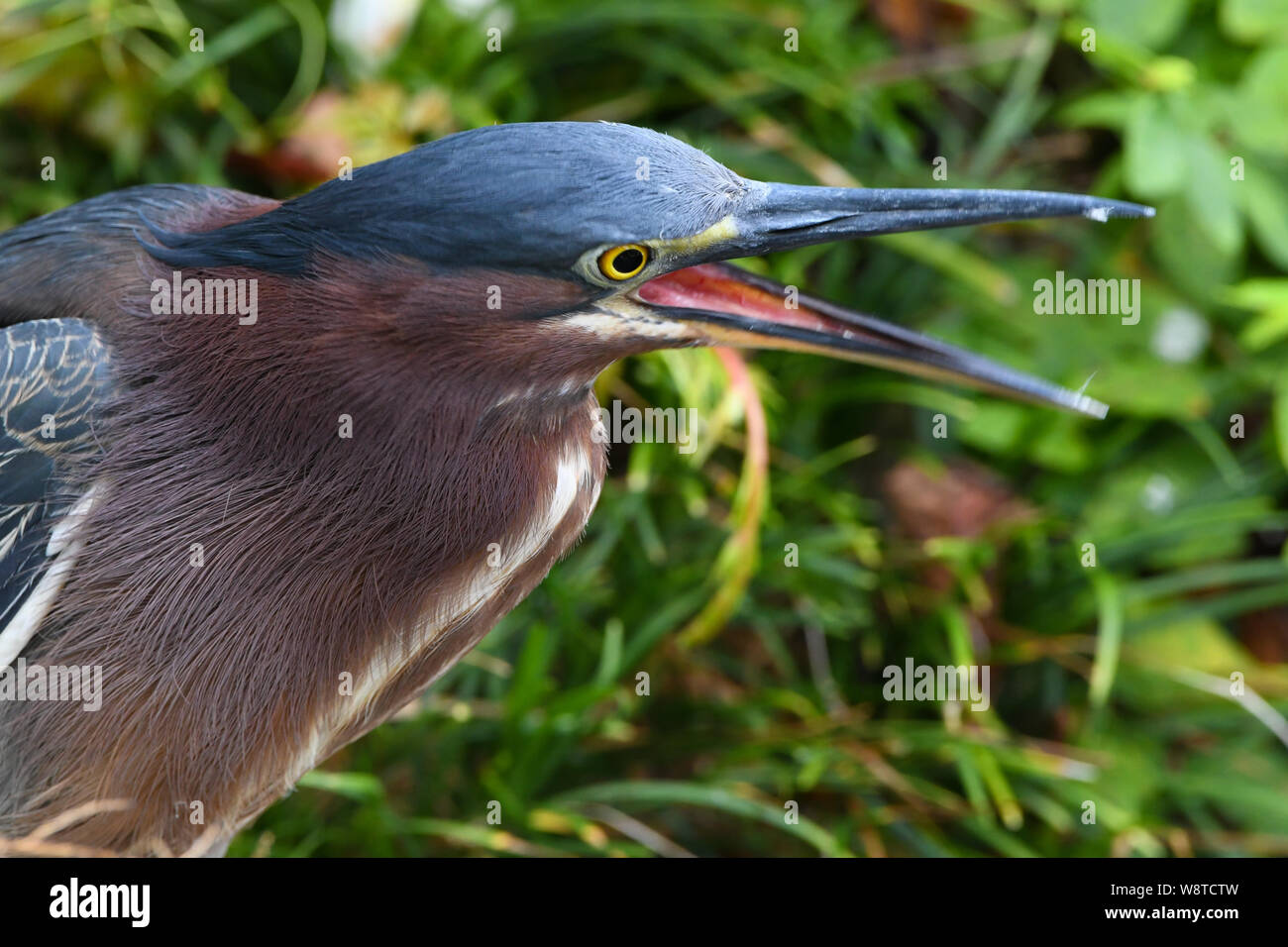 Le Héron vert - Butorides virescens - heron vert avec plumage ébouriffé - Butorides virescens bahamensis aux Bermudes Banque D'Images
