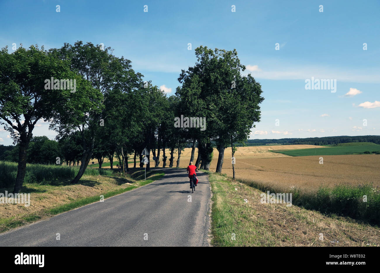 Vieille avenues avec de magnifiques arbres peuvent encore être trouvés sur de nombreuses routes et sentiers dans la Mazurie polonaise (ancienne Prusse orientale), enregistrés sur l'utilisation dans le monde entier 15.07.2019 | Banque D'Images