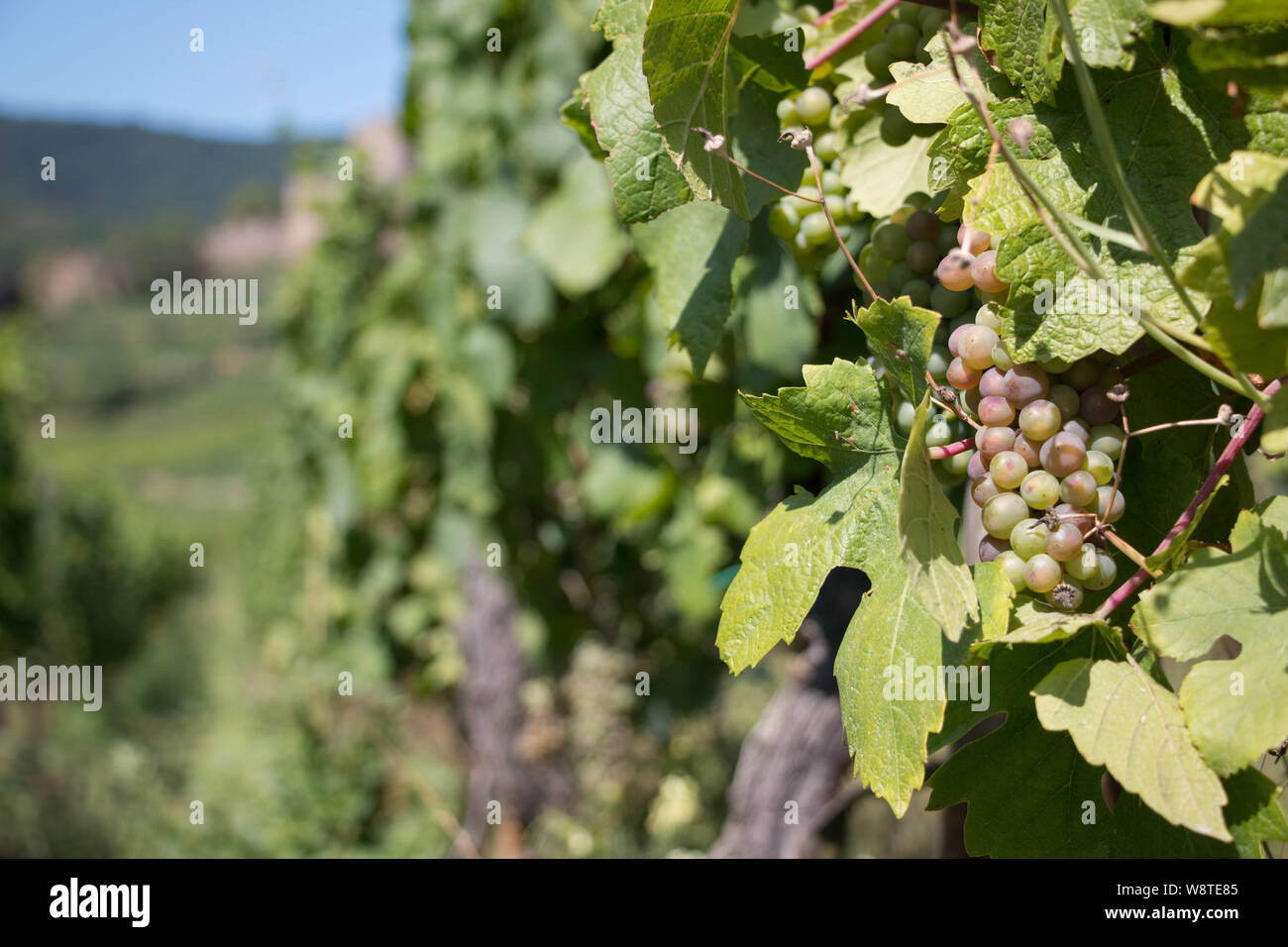 Les raisins pour le vin blanc sur la vigne vignoble avec en arrière-plan Banque D'Images