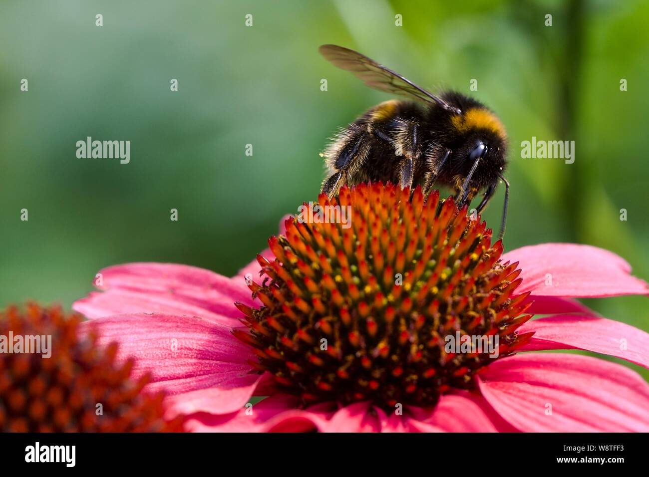 Bumblebee pollinisant un oodz' Echinacea 'Mconfortable Banque D'Images