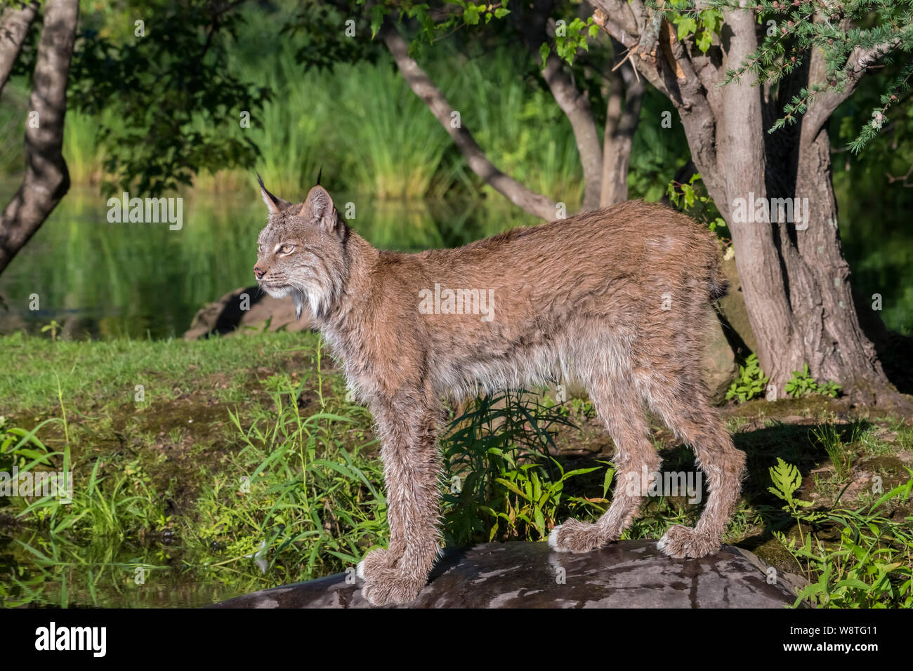 Lynx du Canada Comité permanent dans le cadre d'un regroupement d'arbres de nice Banque D'Images