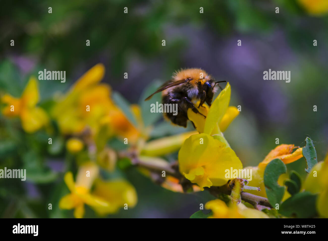 Une grande shaggy bumblebee recueille le nectar des fleurs jaune vif. Banque D'Images