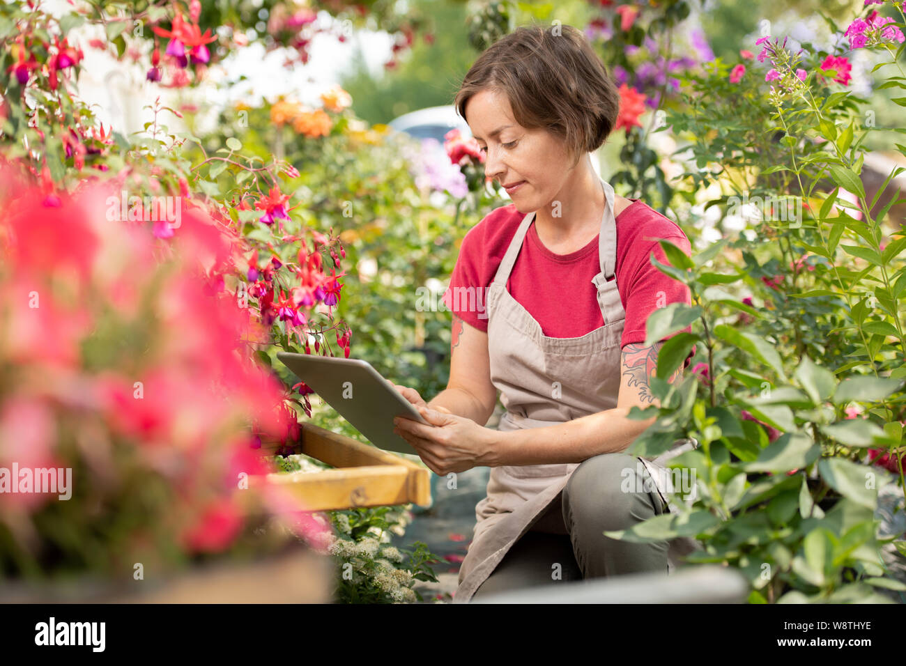 Jeune femme recherche fleuriste dans le net pour de nouvelles sortes de fleurs de jardin Banque D'Images