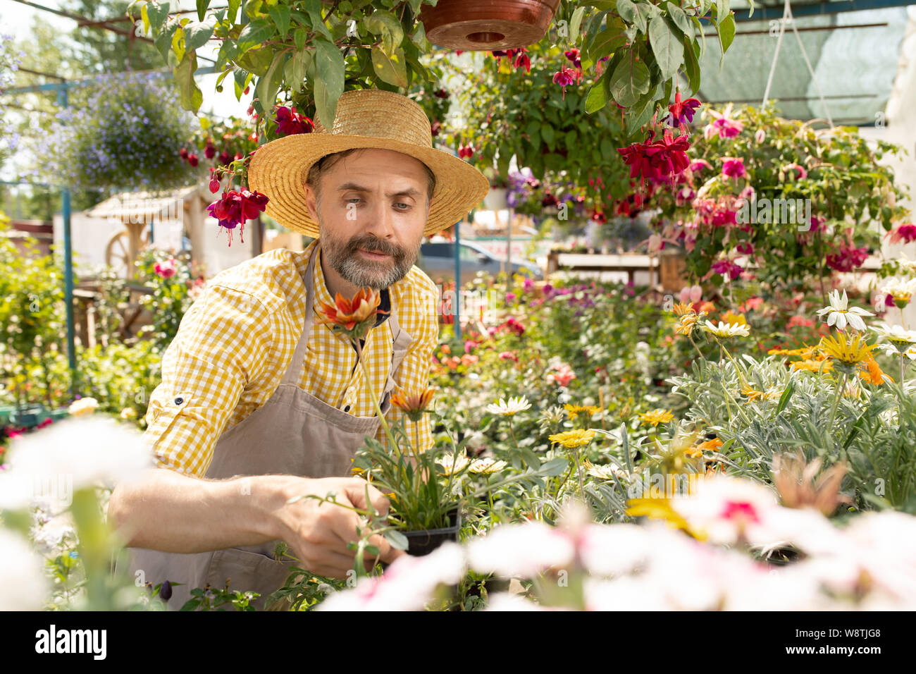 Agriculteur ou jardinier dans mature workwear holding pot avec fleur Banque D'Images