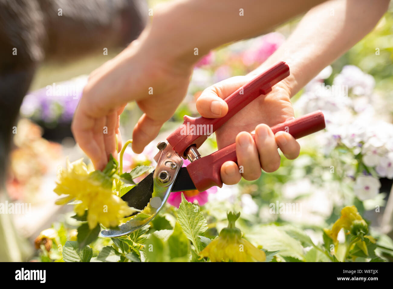Les mains de jeunes femmes agriculteur plante de jardin de feuilles de coupe avec un sécateur Banque D'Images