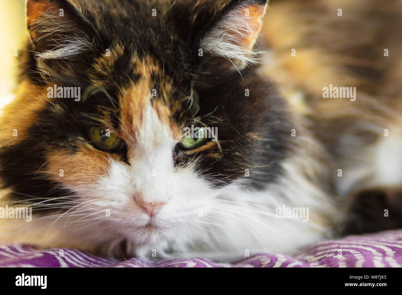 Close Up Of A Poil Long Chat Calico Felis Catus Photo Stock Alamy