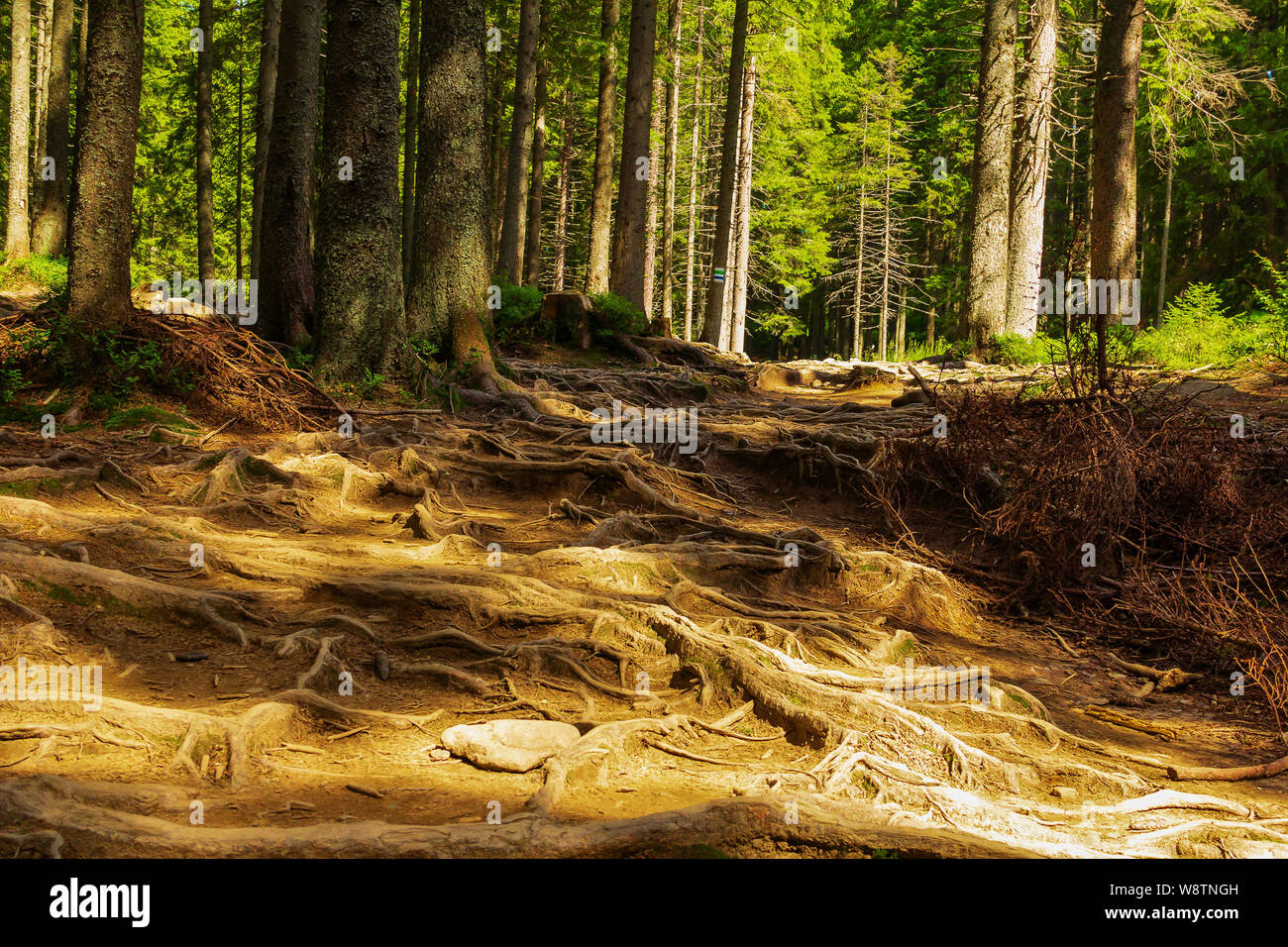 Montagne Forêt sentier traverse une forêt de sapins, entrelacées avec les racines des arbres. Désignation d'une route touristique. Beau paysage d'été Banque D'Images