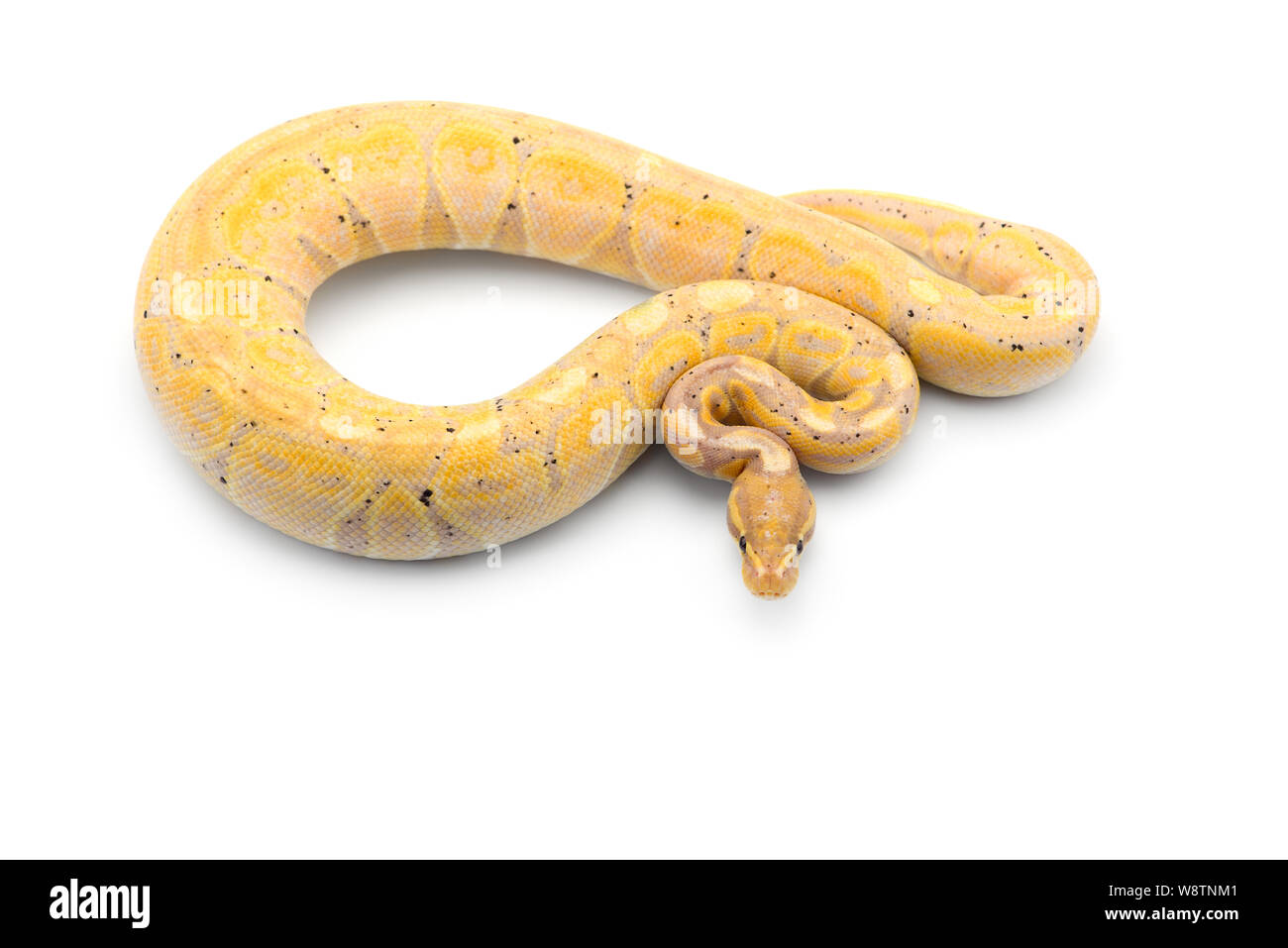 Python de compagnie Banque d'images détourées - Alamy