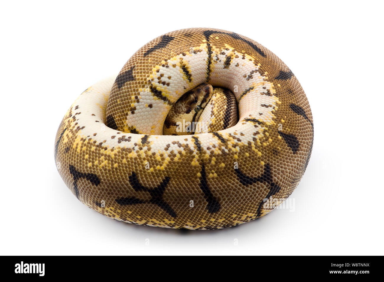 Python de compagnie Banque d'images détourées - Alamy