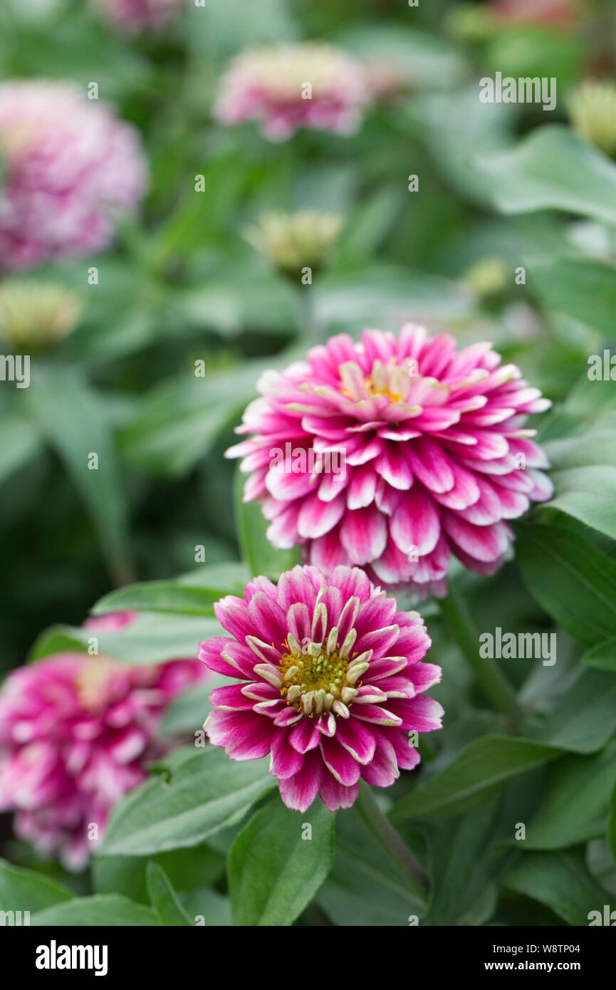 Zinnia Zahara Ondulation Framboise Double Banque D'Images
