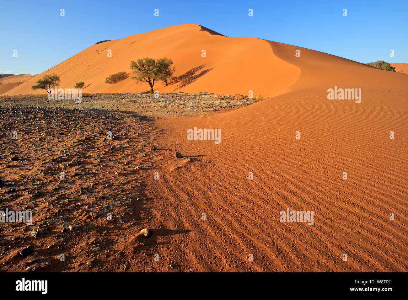 Dune de sable rouge avec cailloux en pierre et arbres épineux, Sossusvlei, désert du Namib, Namibie Banque D'Images