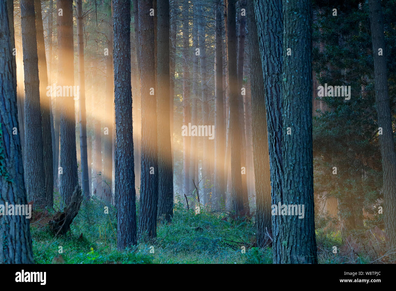 Rayons de soleil en fin d'après-midi dans une forêt de pins Banque D'Images
