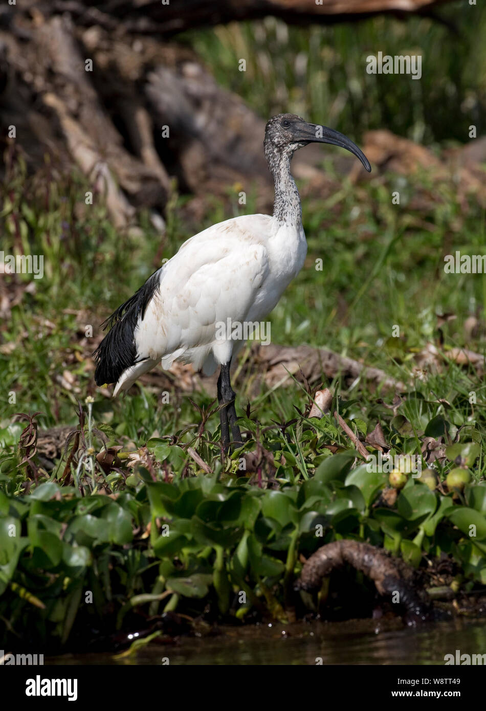 Ibis sacré Threskiornis aethiopicus, debout au bord du lac, le lac Naivasha, Kenya Banque D'Images