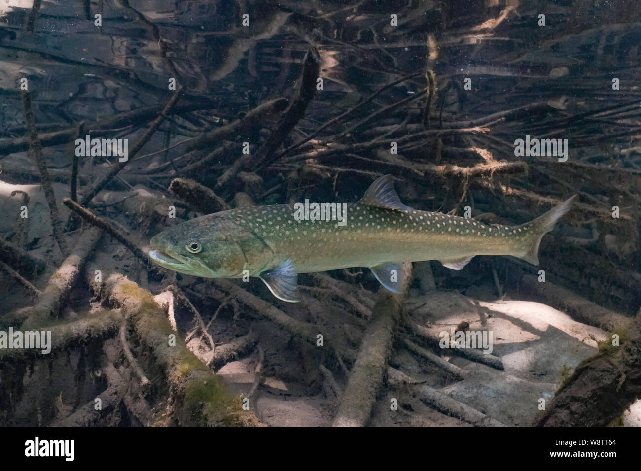 Un adulte l'omble nage dans l'eau de la partie supérieure de la rivière Chilliwack dans la vallée du Fraser, en Colombie-Britannique. Banque D'Images
