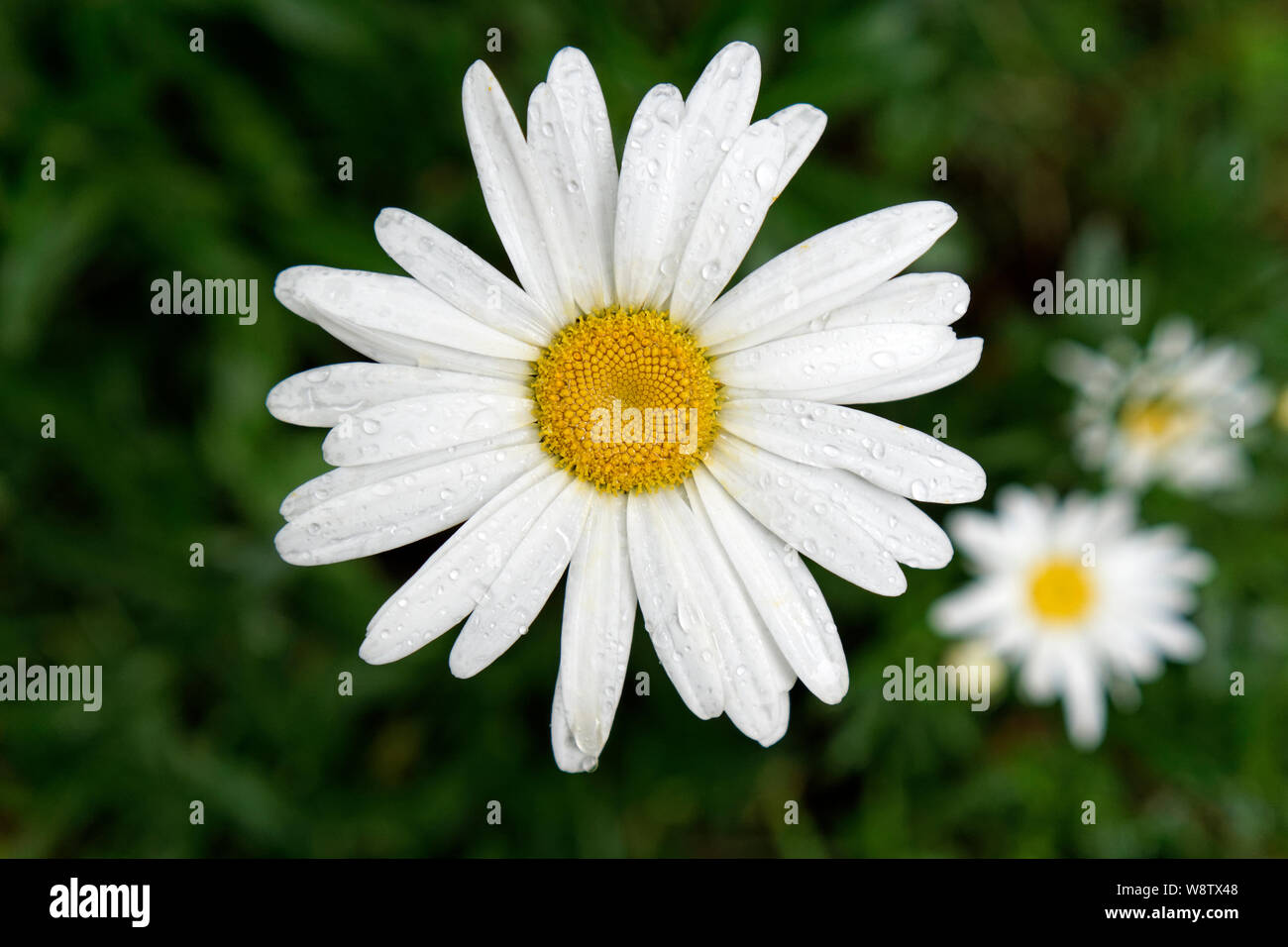 Libre en blanc oxeye daisy flower avec gouttes de rosée s'accrochant à ses pétales, British Columbia, Canada Banque D'Images