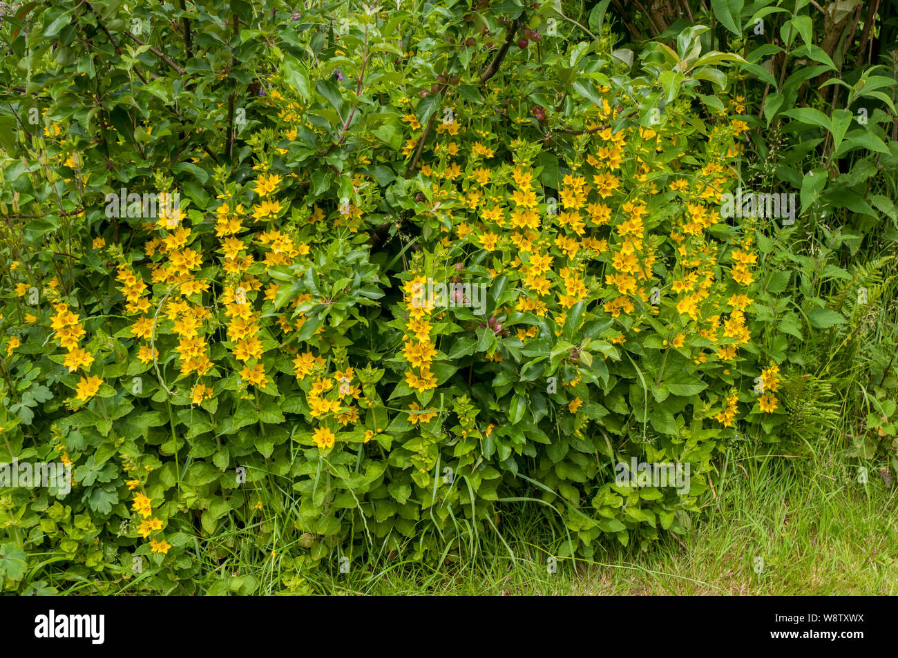 Lysimachia punctata Salicaire poussant dans un jardin sauvage vivace herbacée floraison milieu à la fin de l'été et est entièrement hardy Banque D'Images