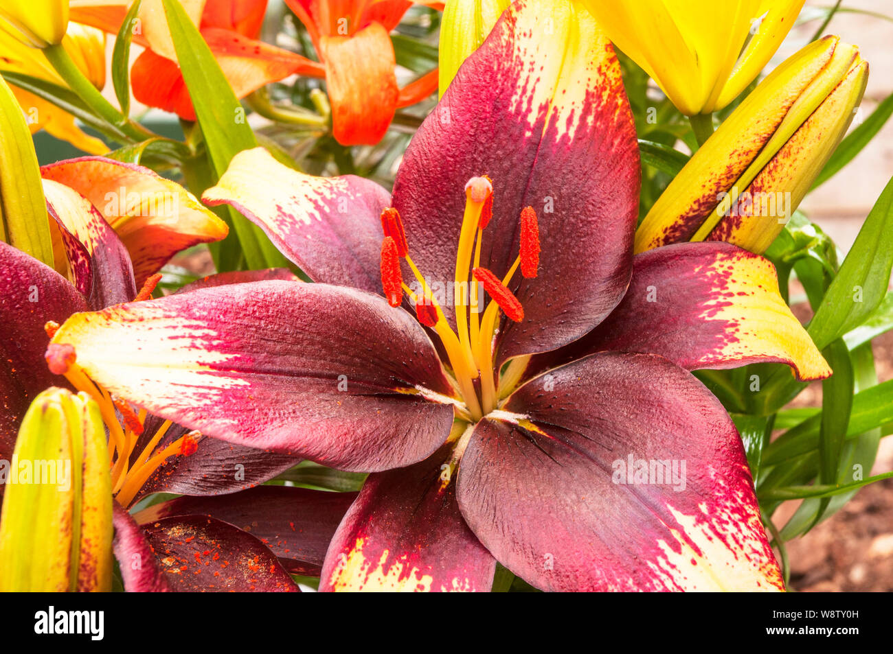 Close up de Lilium Starlight montrant la stigmatisation et l'étamine en détail la floraison d'été vivace bulbeuse rustique entièrement Banque D'Images