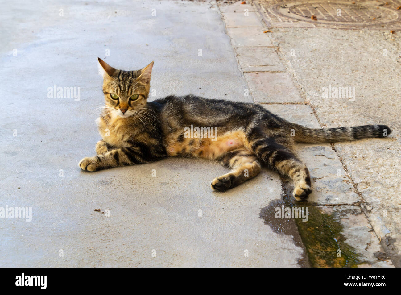 Des profils stray cat yeux d'or, à la recherche de l'appareil photo. curieux Ne pas adopter de stérilisation, boutique, vaccinations, stérilisation des concepts. Banque D'Images