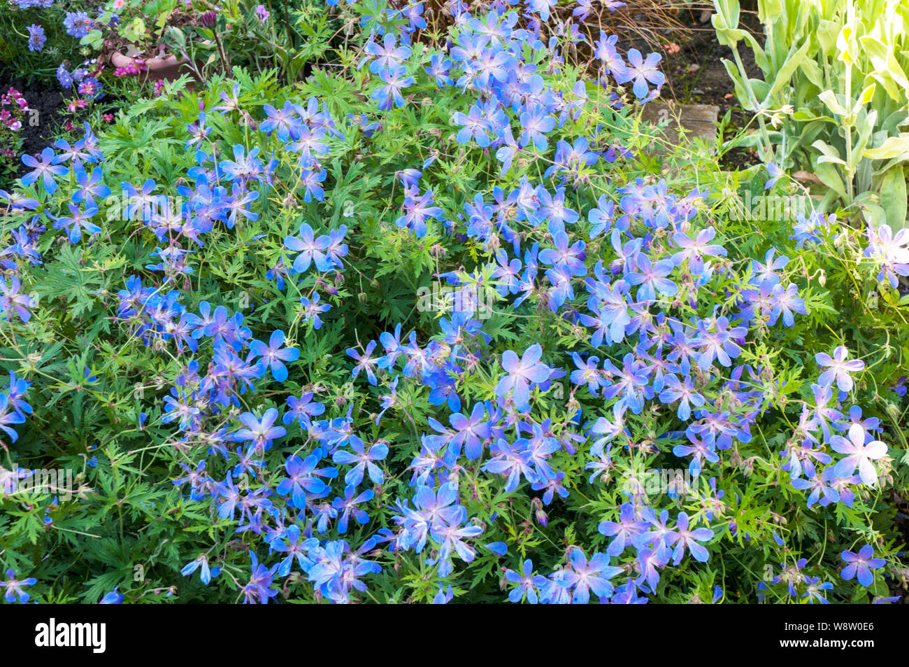 Geranium platypetalum en fleur dans une frontière herbacées formant une touffe vivace à fleurs bleu c'est frost hardy Banque D'Images