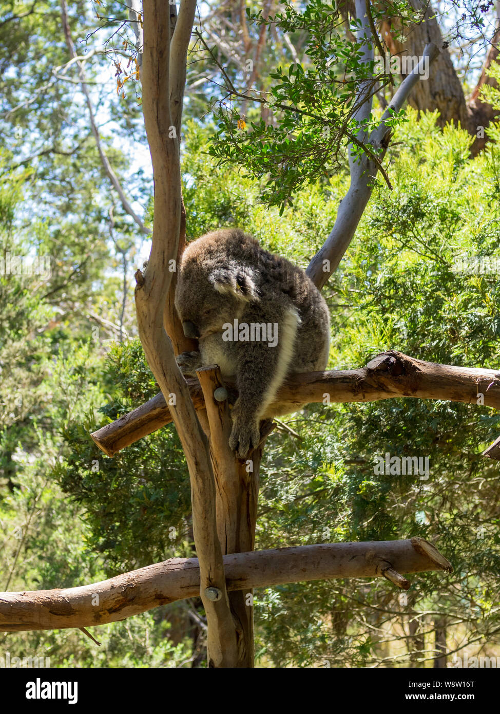 Sleeping koala avec feuilles vertes contexte Banque D'Images