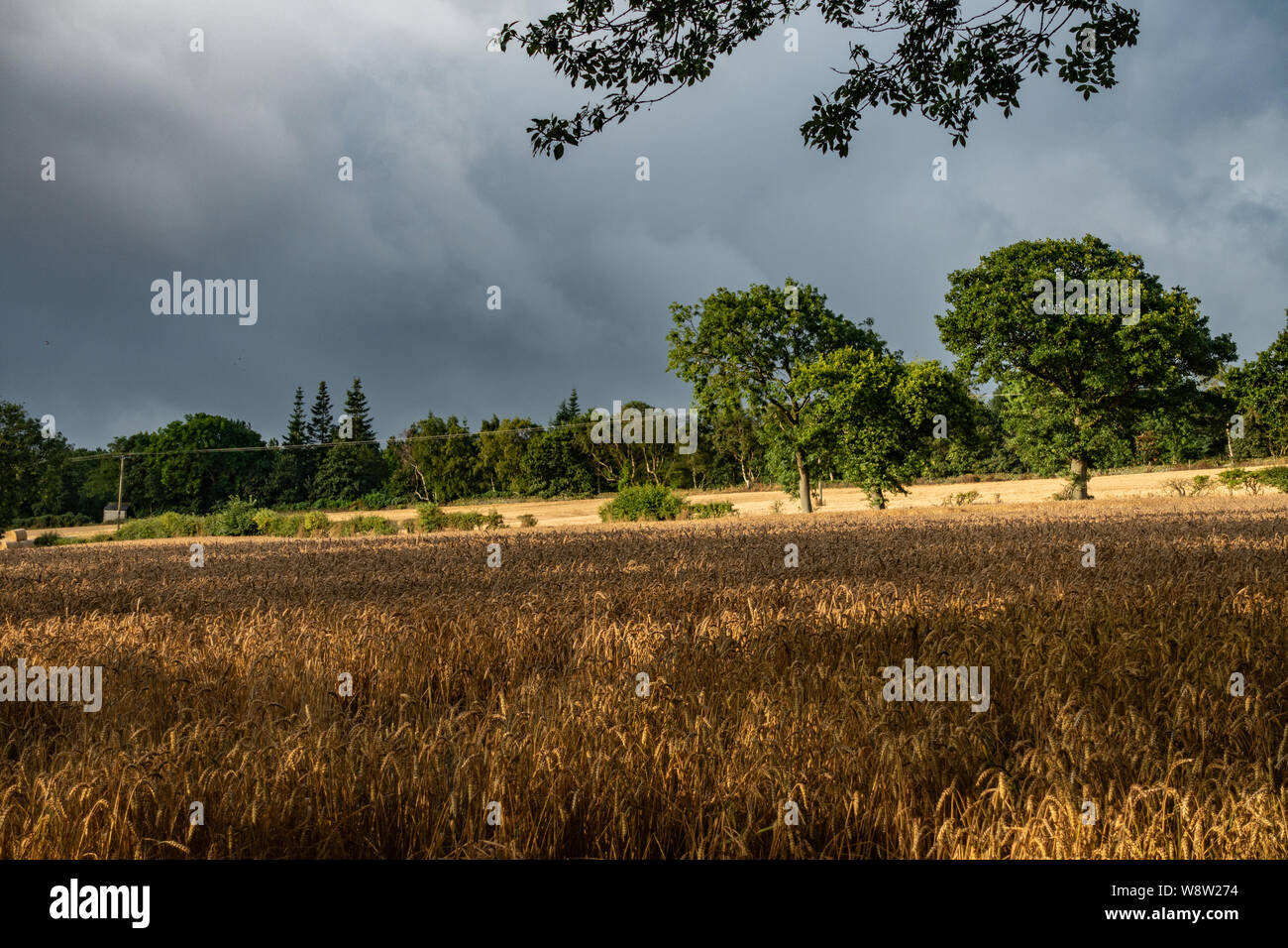 Nuages de tempête de recueillir sur les champs de blé de Sheffield en Août Banque D'Images
