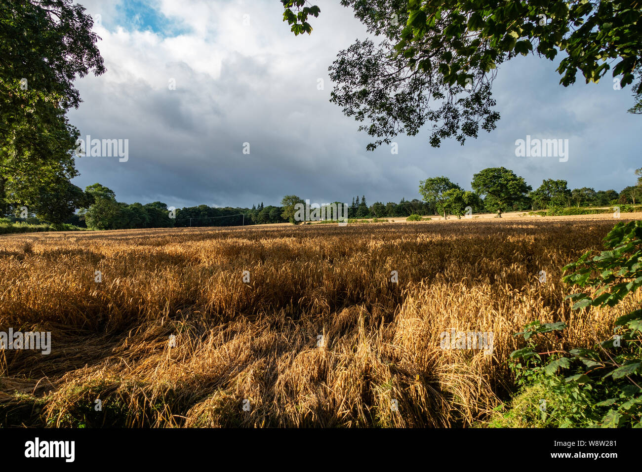 Nuages de tempête de recueillir sur les champs de blé de Sheffield en Août Banque D'Images