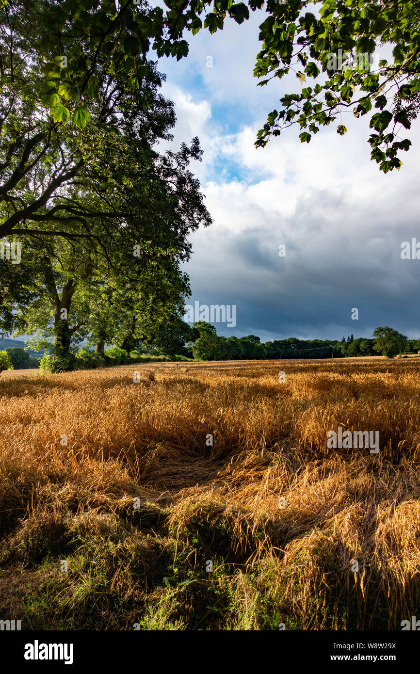 Nuages de tempête de recueillir sur les champs de blé de Sheffield en Août Banque D'Images