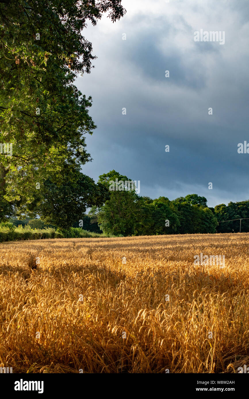 Nuages de tempête de recueillir sur les champs de blé de Sheffield en Août Banque D'Images