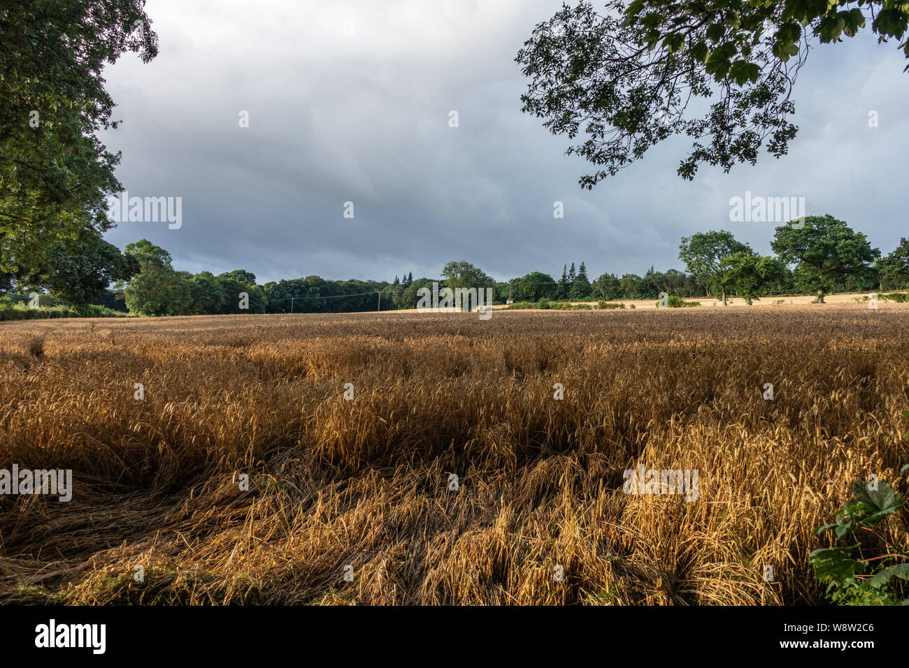 Nuages de tempête de recueillir sur les champs de blé de Sheffield en Août Banque D'Images
