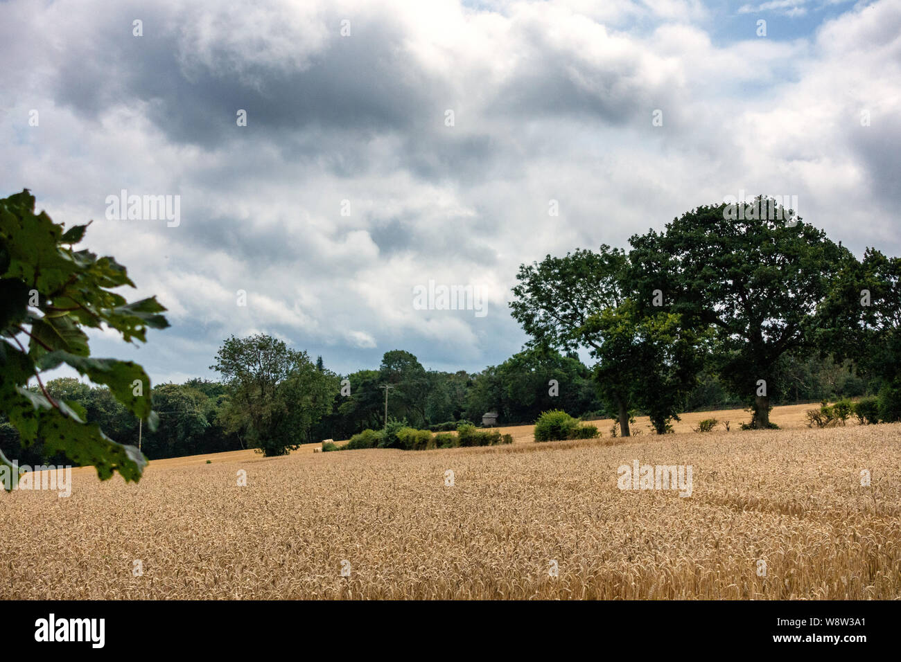 Nuages de tempête de recueillir sur les champs de blé de Sheffield en Août Banque D'Images