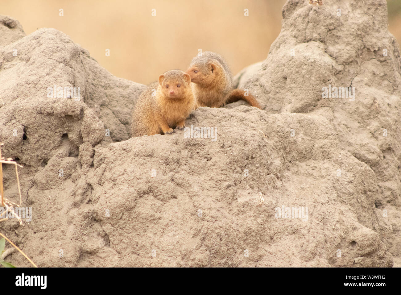 La faune dans le Serengeti Banque D'Images