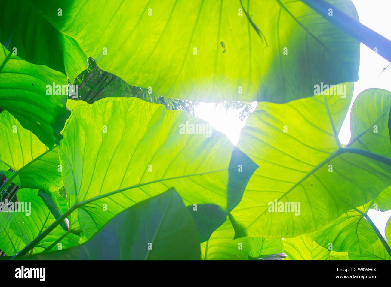 Worm's eye view de Taro Leafs sous Sun Shine Banque D'Images