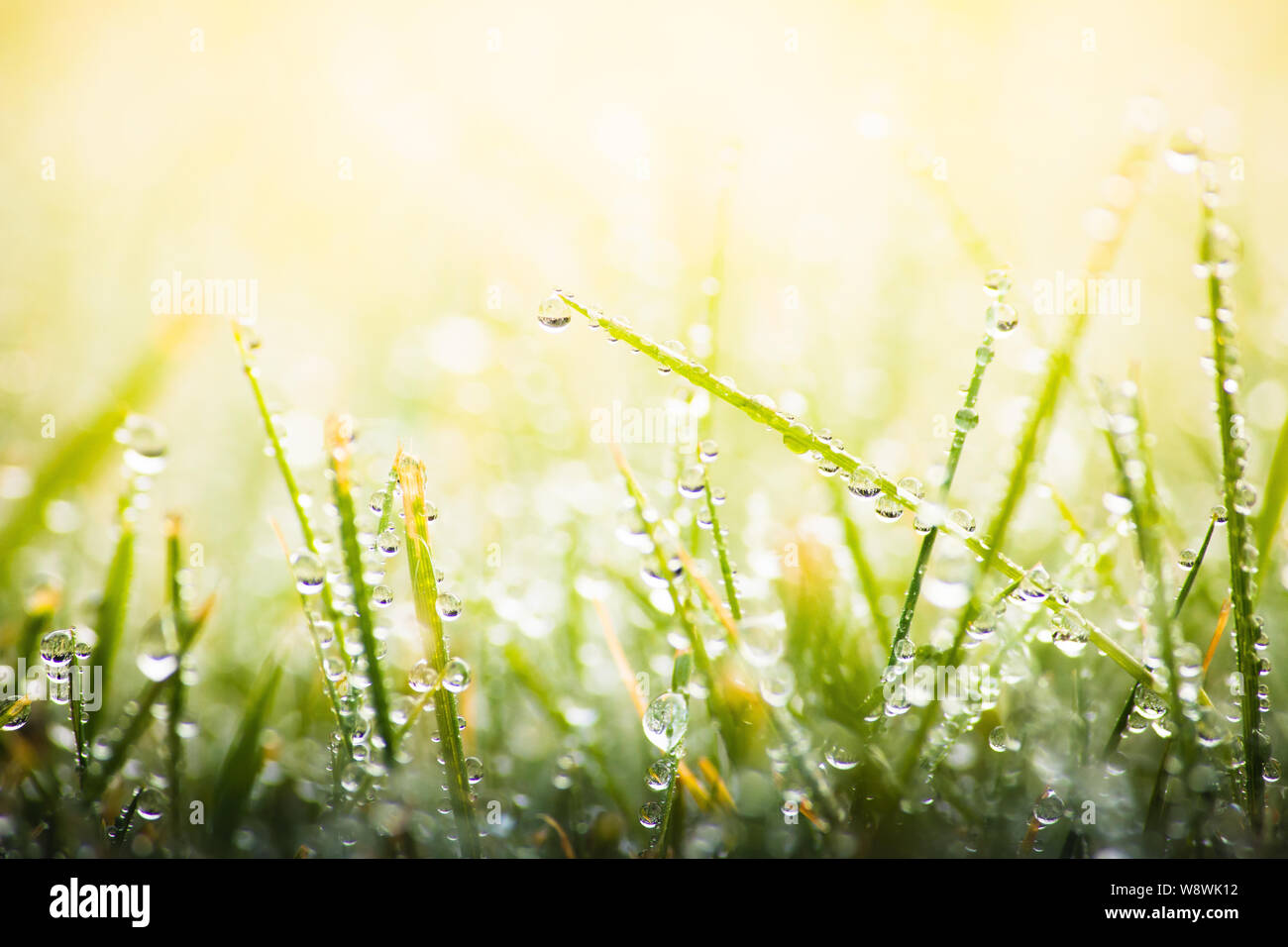 Des gouttes de rosée du matin sur l'herbe verte, macro nature fond, la saison du printemps, l'eau de pluie gouttes sur pelouse, belle texture naturelle, soleil Banque D'Images