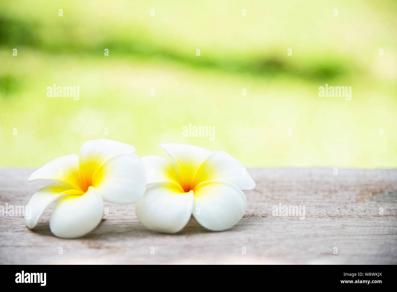 Jaune chaud plumeria flower en vert jardin contexte - fleur en fond nature concept Banque D'Images