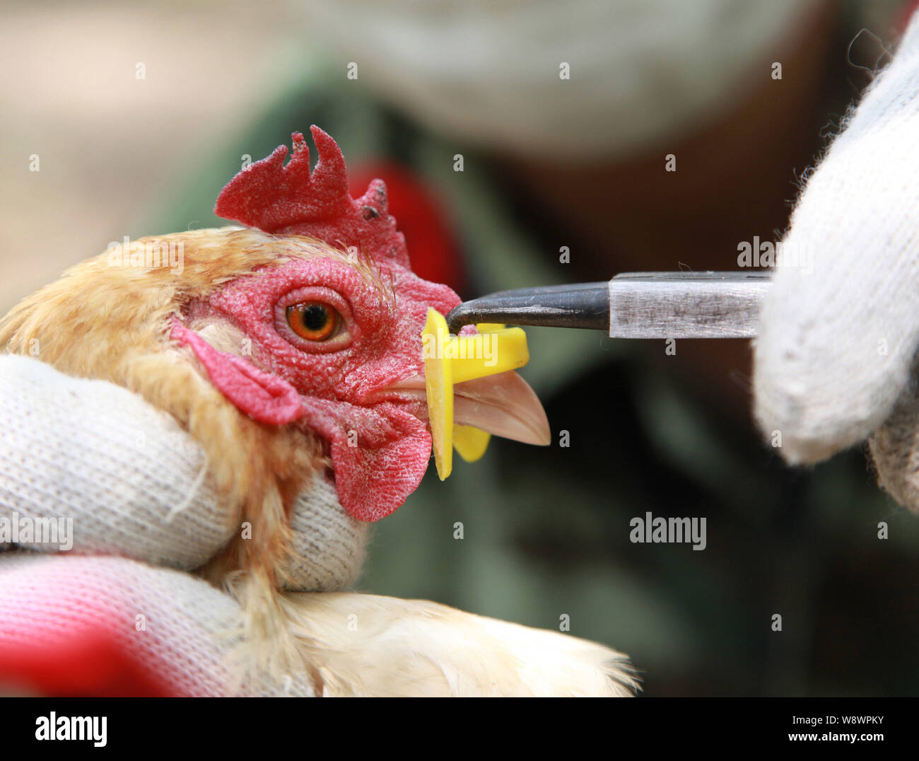 Un policier paramilitaire chinois met sur le bec en plastique les lunettes  d'un poulet dans une ferme d'élevage de poulets de la frontière locale de  corps de défense la Chine A Photo