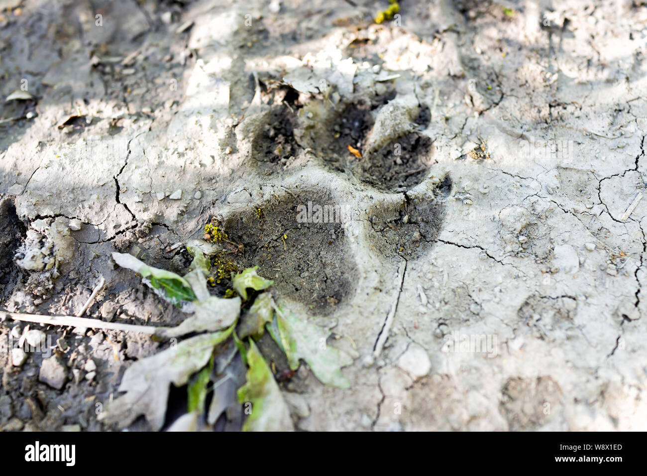 Empreinte de patte de renard Banque de photographies et d’images à
