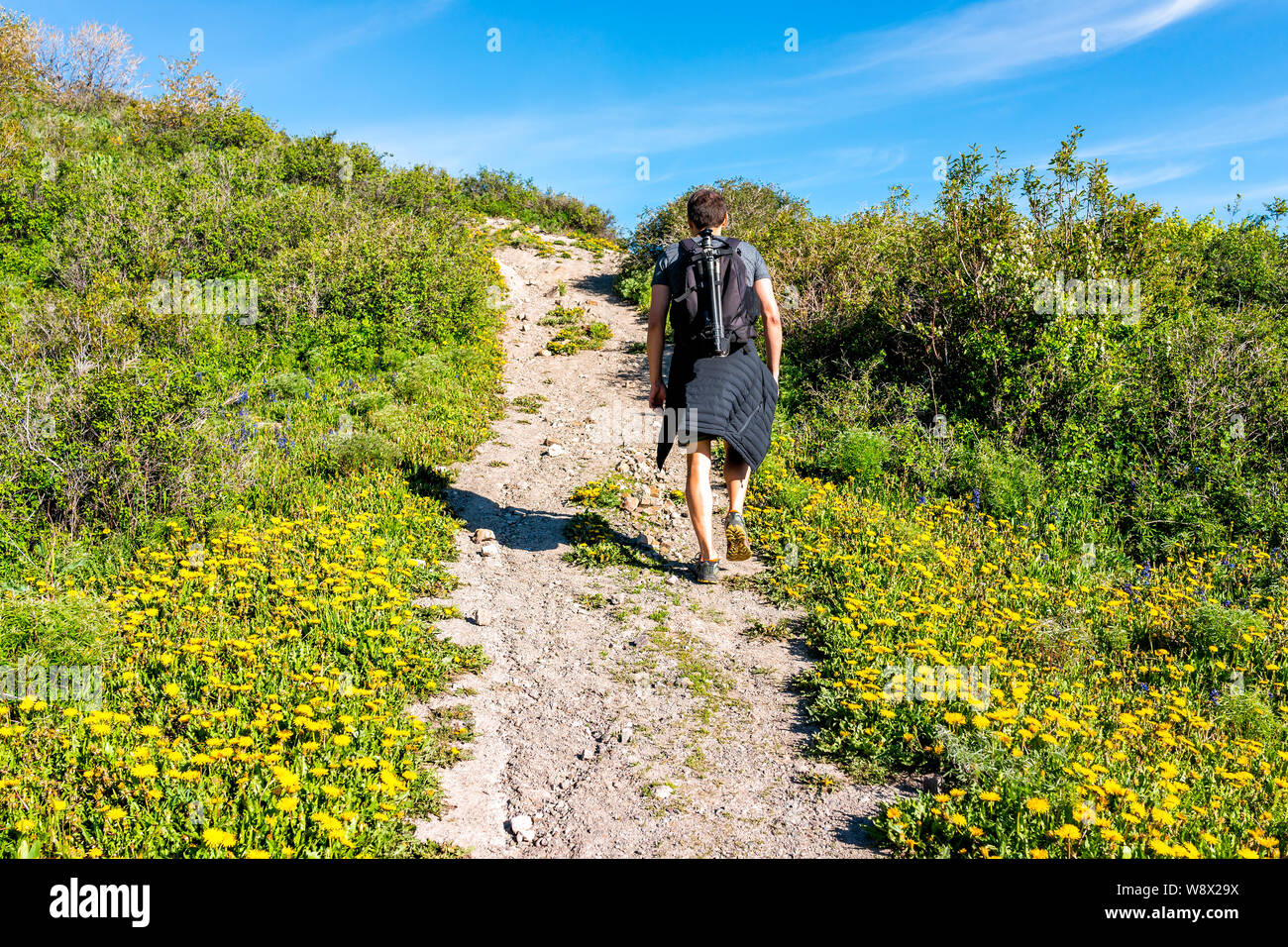 Fleurs de pissenlit jaune prairie et l'homme hiker marche sur Thomas Lacs sentier pédestre au Mont Sopris, Carbondale, Colorado avec sentier Banque D'Images