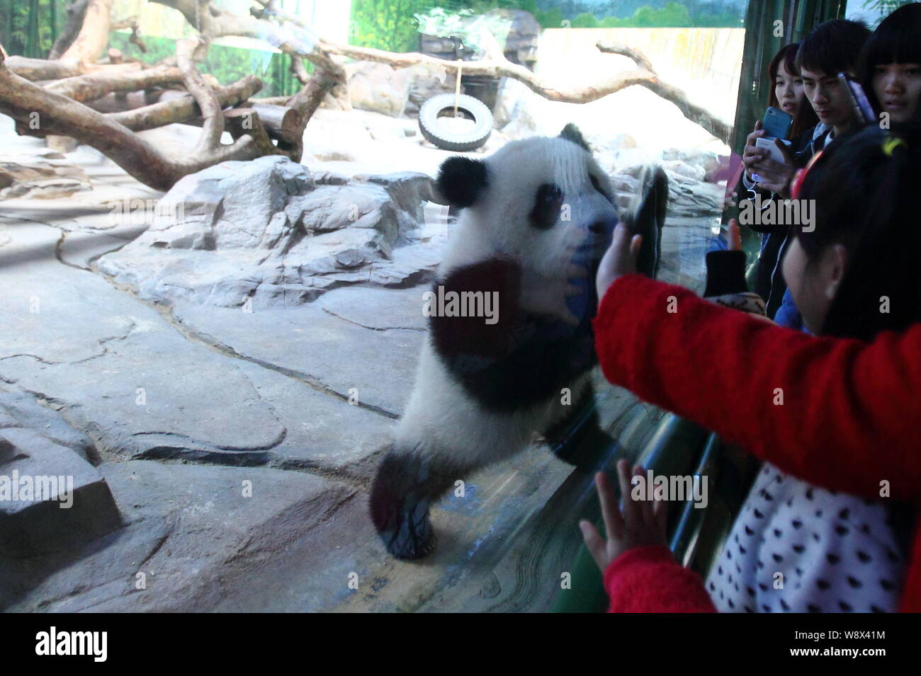 6-month-old grand panda cub Long Long interagit avec de jeunes enfants à Chimelong Park Safari dans la ville de Guangzhou, province de Guangdong, en Chine du sud 16 Februa Banque D'Images