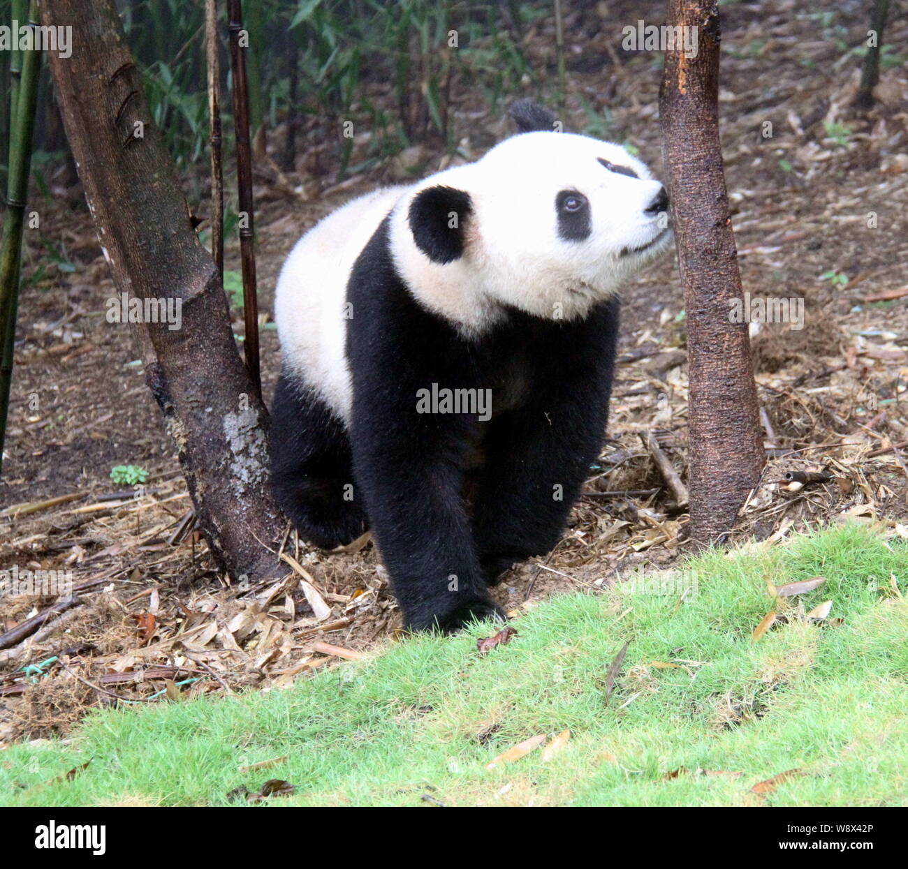 Panda géant mâle Yun Tao est photographié à la montagne sauvage Huaying Giant Panda Base d'entraînement de l'an, à Guang, le sud-ouest de la province chinoise du Sichuan, 23 A Banque D'Images