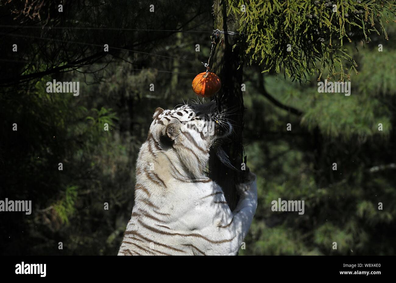 Un tigre blanc monte jusqu'à un arbre pour obtenir un prêt pour l'Halloween à la citrouille le parc Safari à Yunnan Kunming city, dans le sud-ouest de la province chinoise du Yunnan, 3 Banque D'Images