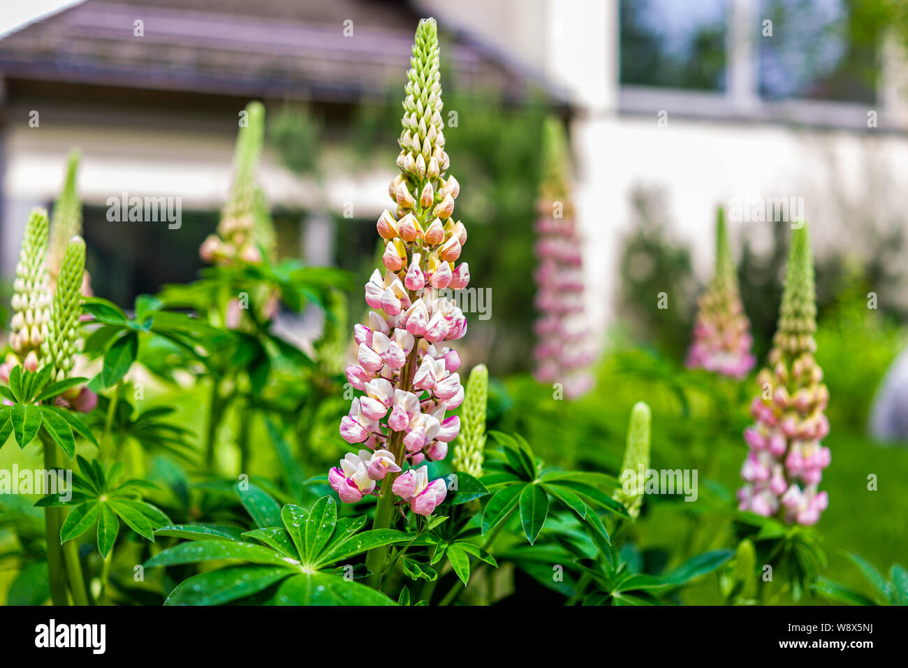 Libre de beaucoup de rose et blanc décoration fleurs lupin de Vail, Colorado en été Banque D'Images