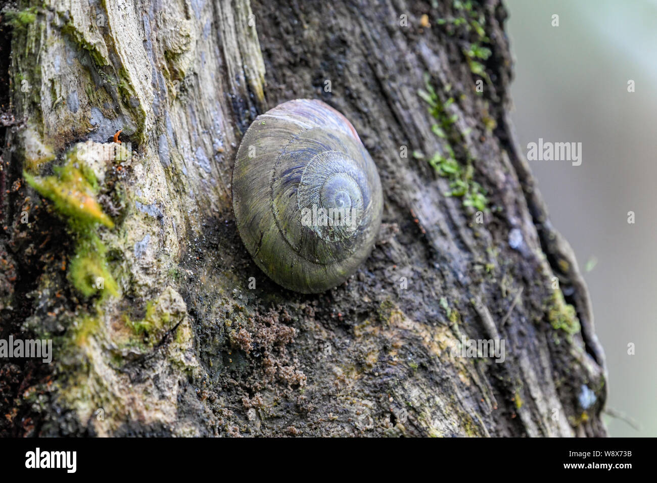 Escargot arbre Caracolus caracolla dans la forêt nationale de El Yunque Puerto Rico - un Caracolus en forêt tropicale - gastéropode sur arbre en bois avec moss Banque D'Images